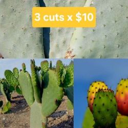 Pencas De Nopal Tunero Fácil De Enraizar