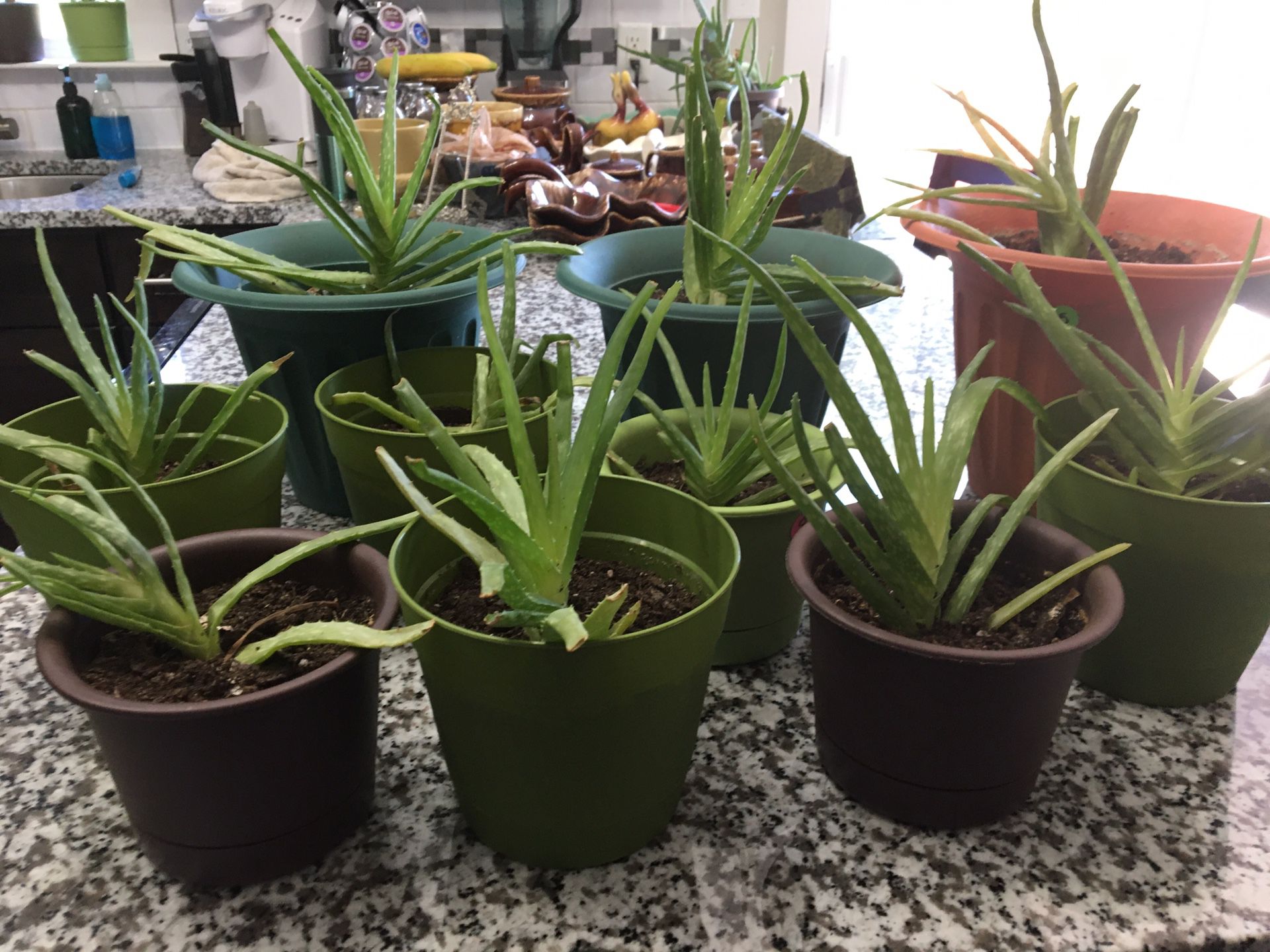 Variety Of House Plants