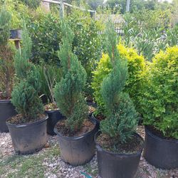 Spiral Blue Point Juniper 