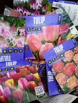 Bulbs🌷