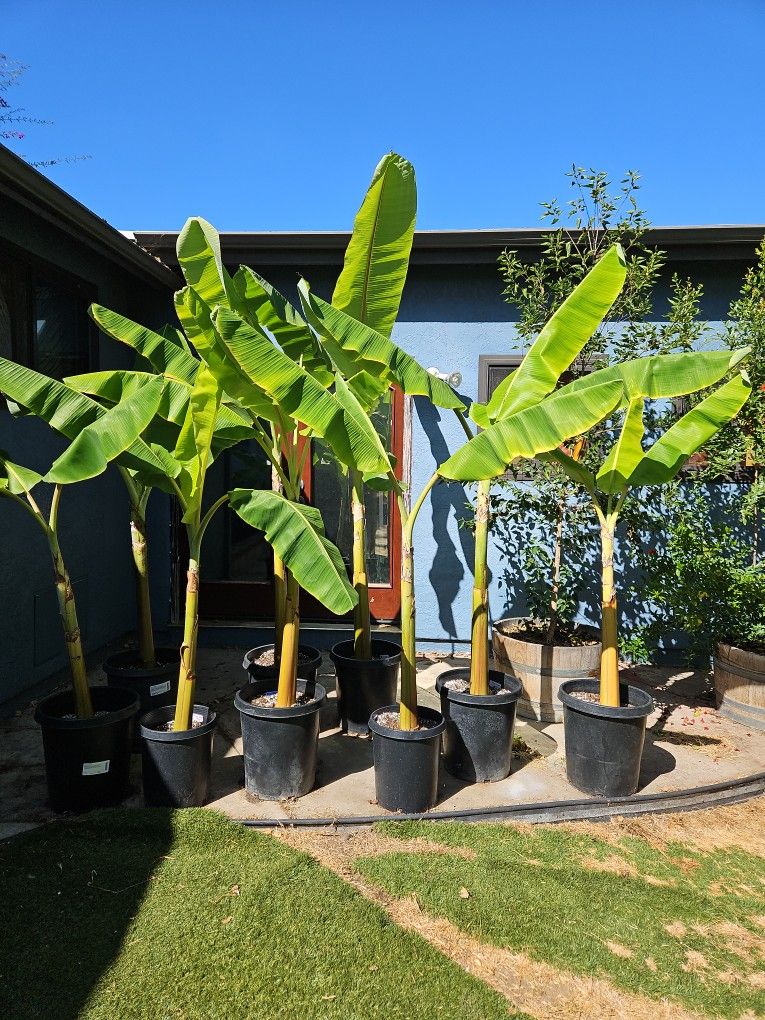 Large Blue Java Banana Tree Pup 6 Foot Plus
