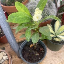 Yellow Crowns Thorns Plants 🪴 