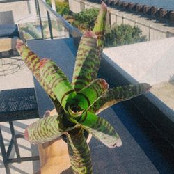 Large Bromeliad Ceramic Pot Tropical House Plant