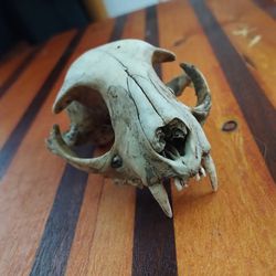 Cat Skull 
