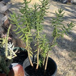 Plant For Garden One Cost $5