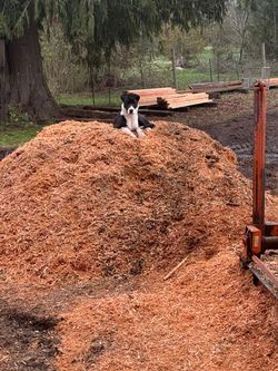 Mixed Fir/ Cedar Sawdust