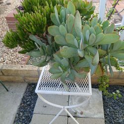 Beautiful Succulent Gardens