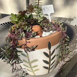 Succulent Beauty Arrangement 