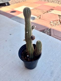 Cactus ready to bloom