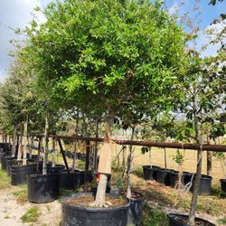 Live Oak 95gallones 19ft Tall 