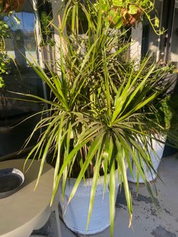 Dragon Tree Plant