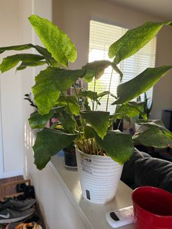 Calathea Musaica (its name is Nelly)