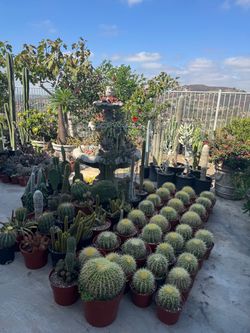 Wide variety of cactus and succulents plants