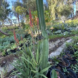 Cactus Planted With A Succulent 