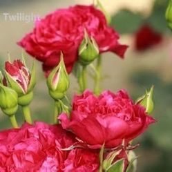 Rare European, Japan rose plants :Velvety Twilight