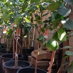 Citrus Trees