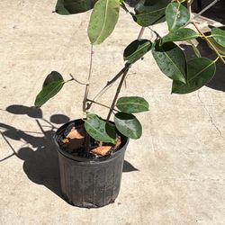 Airlayed Jamun/duhat Tree