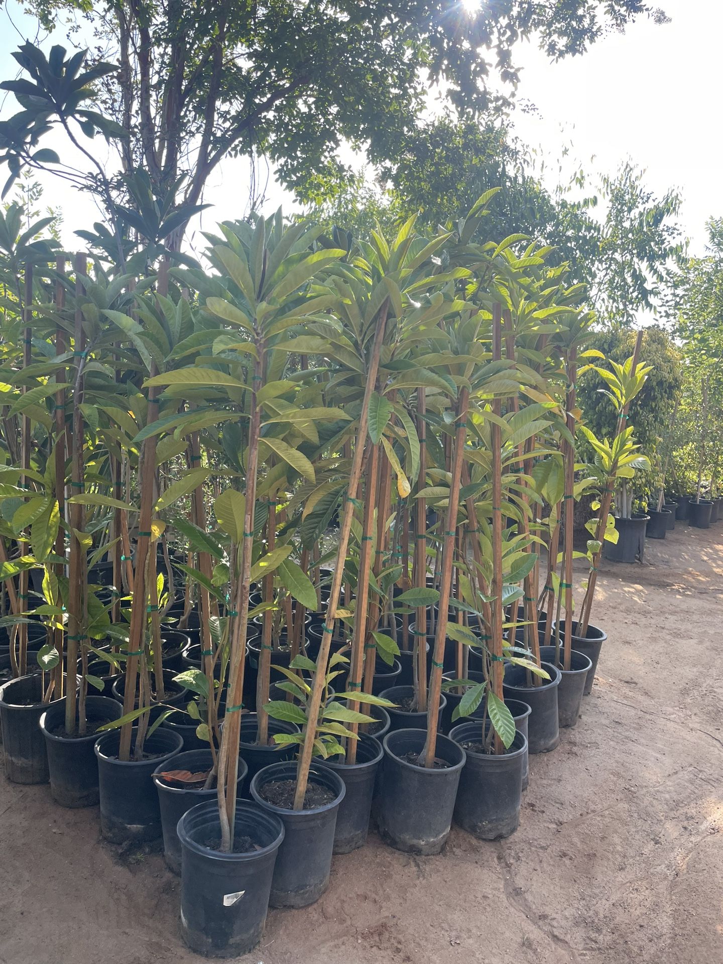 5 Gallon Size- Loquat Trees- Fig Trees- Guava Trees- Peach Trees- Pear Trees- Pomegranate Trees- Nectarine Trees- Cherry Trees- Apple Trees- Apricot T
