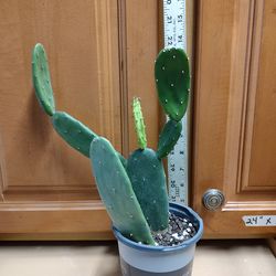 PLANTS - PRICKLY PEAR CACTUS