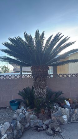 Sago Palm