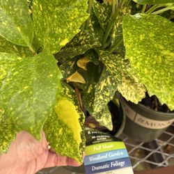 Aucuba Plants: Solid Green And Gold Dust Varieties