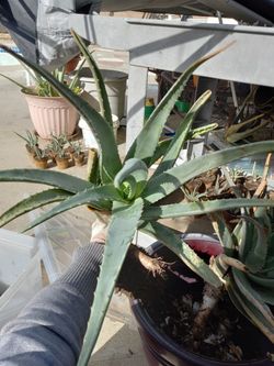 Aloe