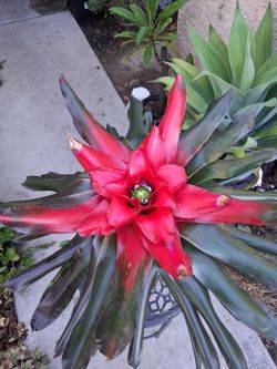 Bromeliad Neoregelia MEDUSA Plant $35