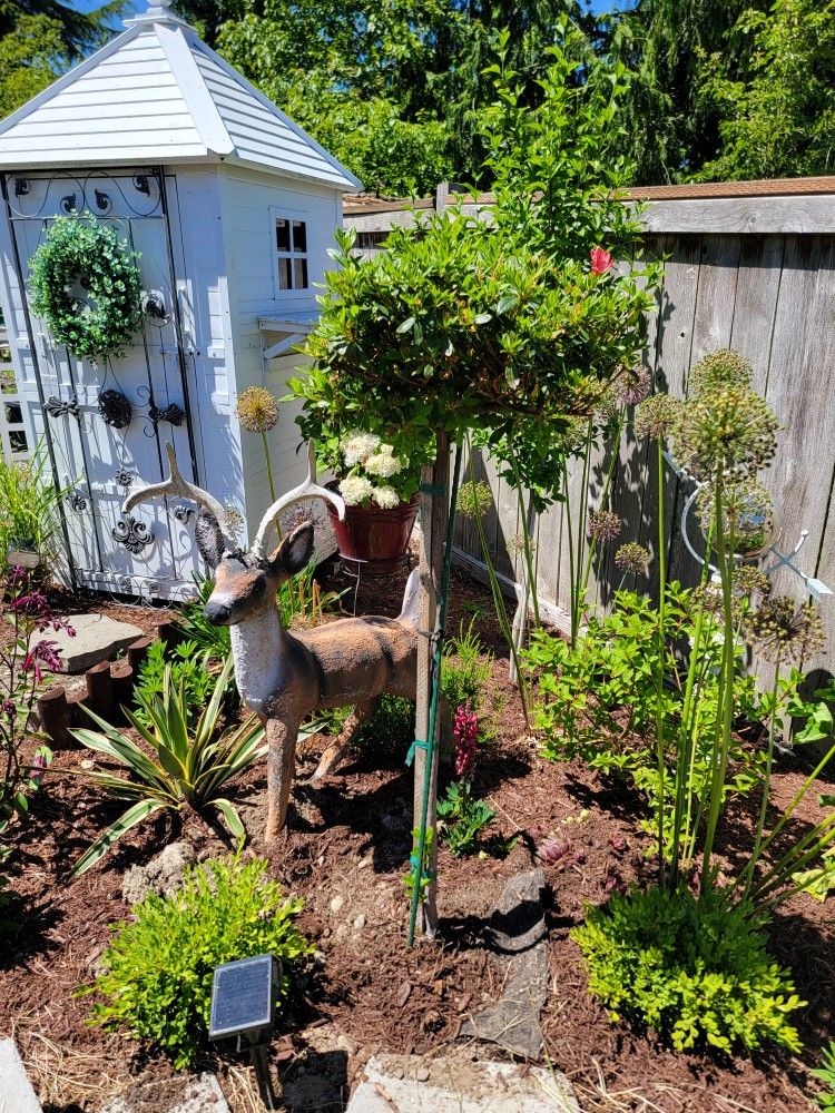 Azalea trees 4 foot