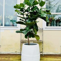 Beautiful Fiddle Leaf 🍃 