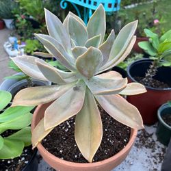 Suculenta