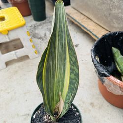 $40 Whale Fin Sansevieria Whale Fin Variegated Imported 