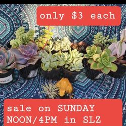 TODAY. PLANT SALE FROM NOON TIL 4PM IN SAN LORENZO