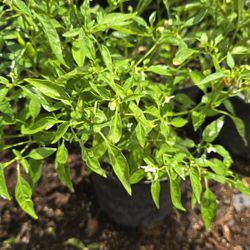 Planta De Chile Piquin $5
