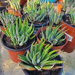 Zebra Plant
