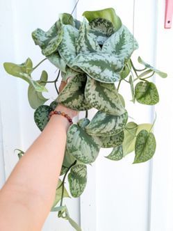 Scindapsus Pictus Exotica Silver Satin Pothos Plant 6" Pot - Indoor House Plants