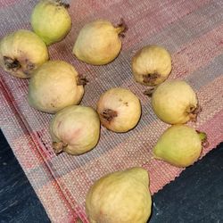 Fresh Guavas 10=$8
