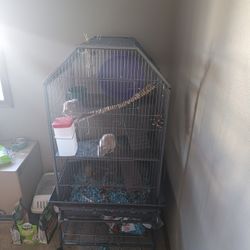 Two Large Rats