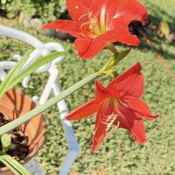 🌸 Giant Amaryllis – 80” Tall × 30” Wide – 5 Flower Bulbs