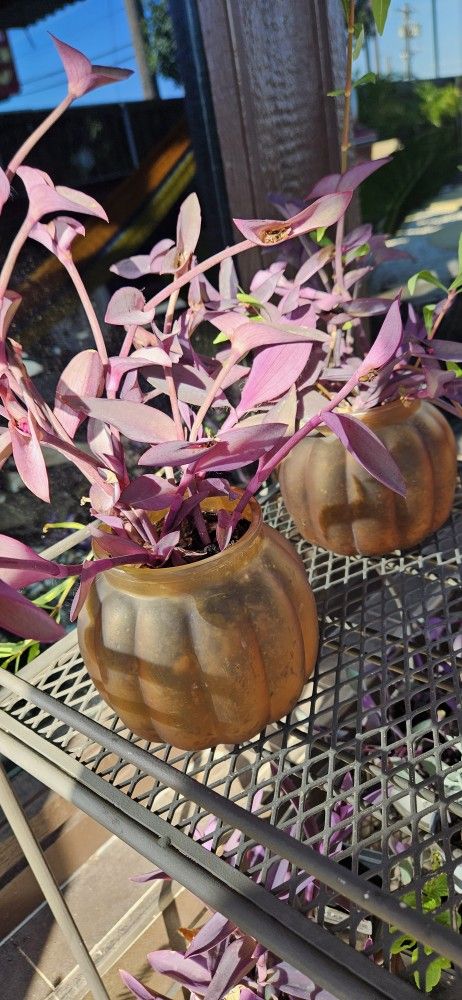 2, Tradescantia Purpurea.
