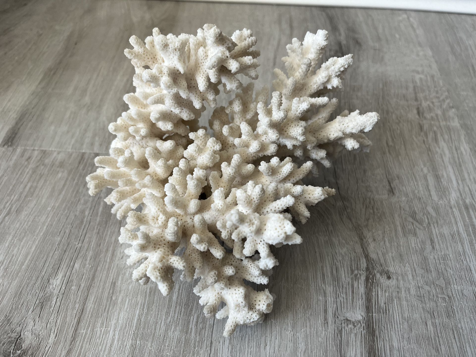 White Coral Piece  6.5” X 5”
