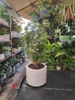 Aralia Stump Trees