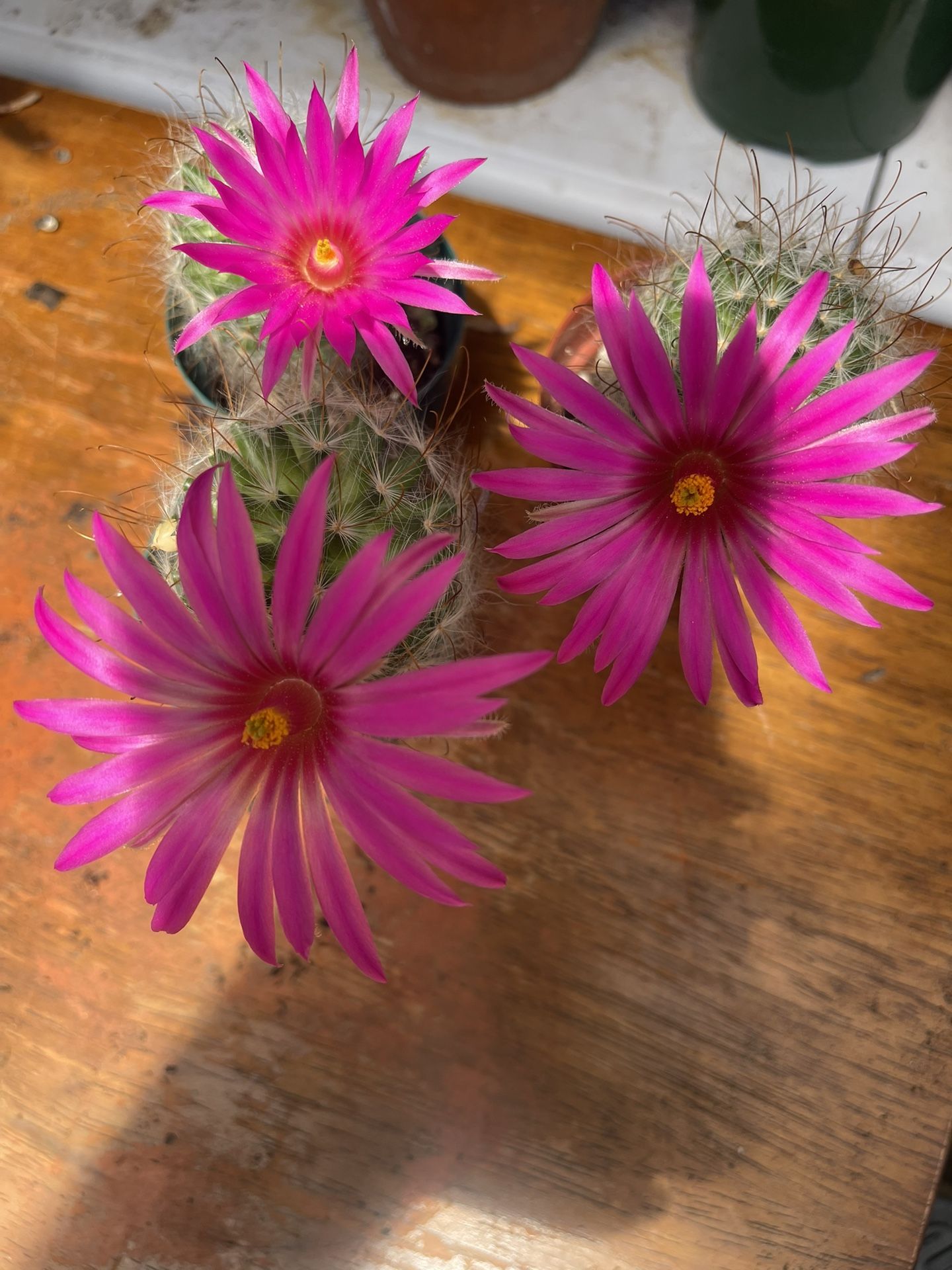 Mammillary Cactus Plants 🪴