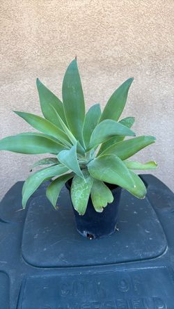 Healthy foxtail agave