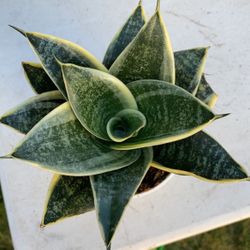 Sansiveria Birdsnest Snake Plant 