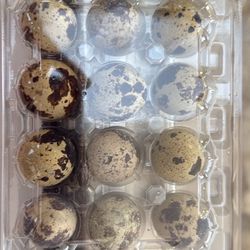 Quality Quail Eggs