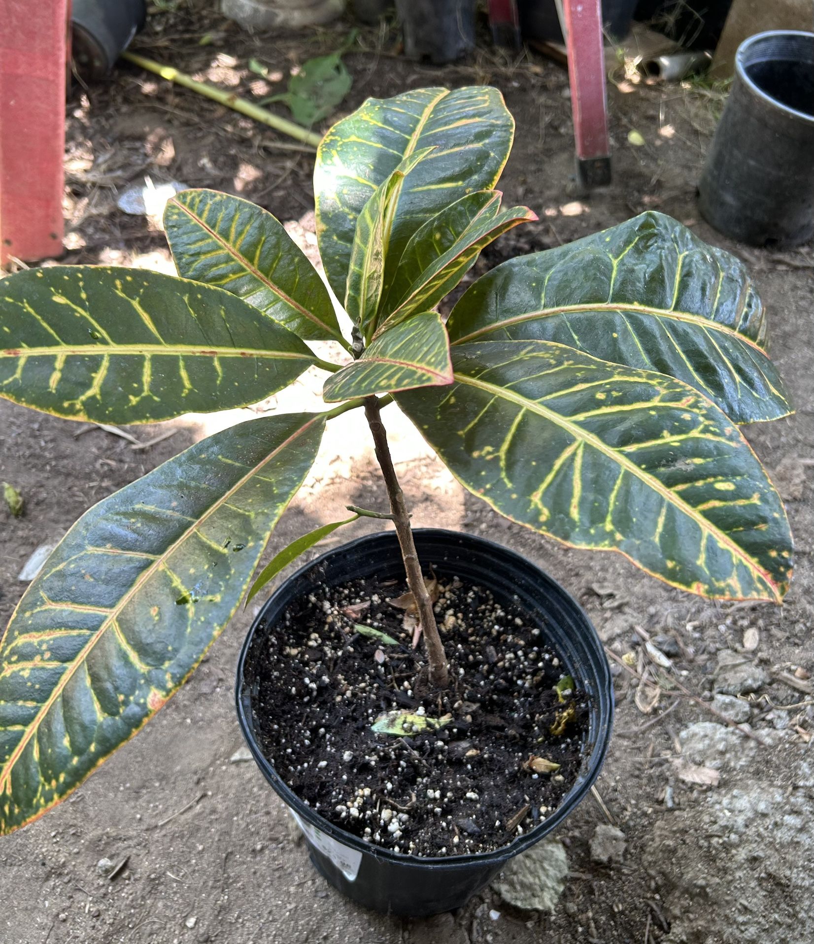  CROTON Plants 