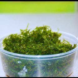 MEGA DEAL! 8 oz. Mini Christmas Moss - Turn any Tank into a Lush Underwater Paradise 