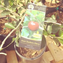 Sweet Southern Cherry Fully Grown Tree In 2 Gallon Pot