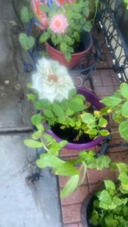 Bonsai rose bush