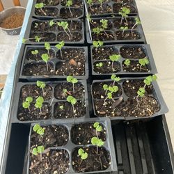RED SALVIA seedlings